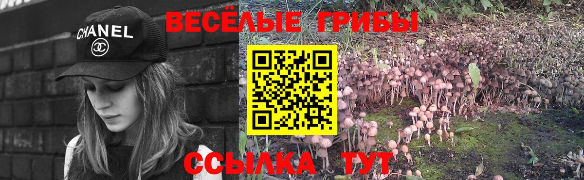где найти   Псилоцибиновые грибы Cubensis  Вход с VPN  Домодедово 